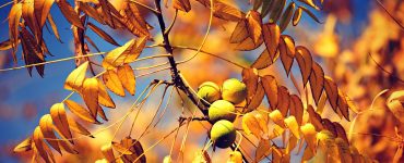 walnuts