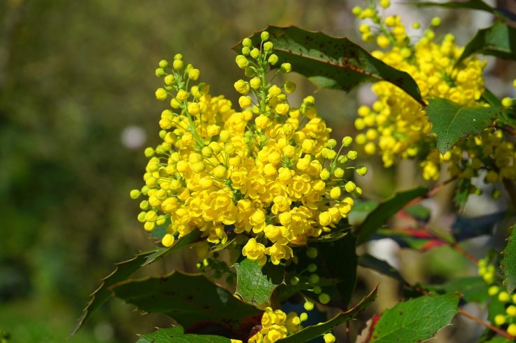 berberine-diabetes